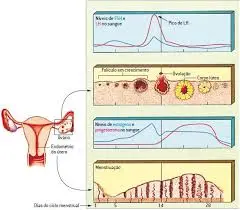Representação visual do equilíbrio hormonal feminino durante o processo de emagrecimento